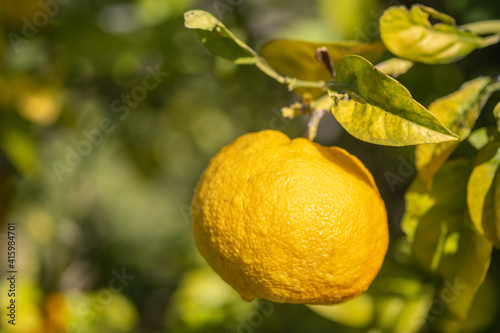 Macro shot of yellow tangerines growing