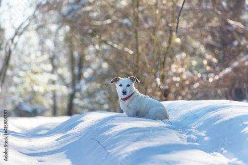 Dog in winter forest © Galyna Andrushko