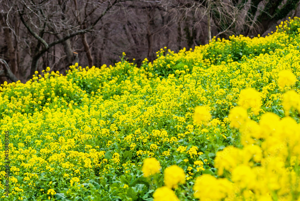 Fototapeta premium 春の丘