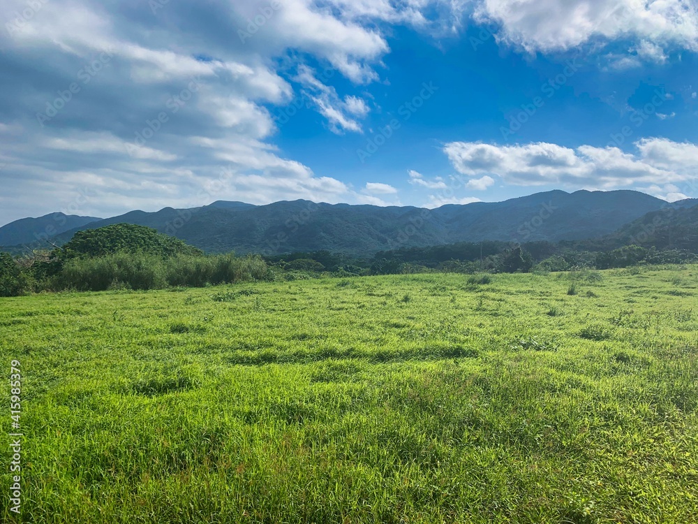 石垣島の緑の広がる畑の風景