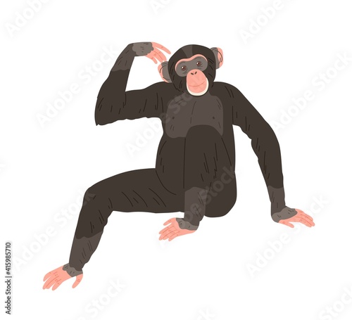 Chimpanzee or chimp sitting and scratching its head. African ape with black hair and bare feet. Human like monkey with snub nose. Colored flat vector illustration isolated on white background