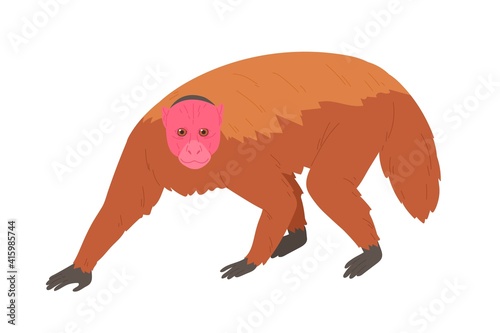 Bald uakari or monkey with bare crimson face and short tail. Exotic jungle red-headed animal covered with fluffy brown coat. Colored flat vector illustration isolated on white background