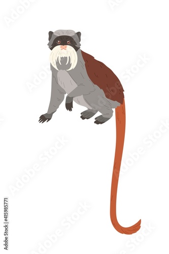 Emperor tamarin or small monkey with long facial hairs, gray coat and reddish tail. American animal with colorful fur. Colored flat vector illustration isolated on white background