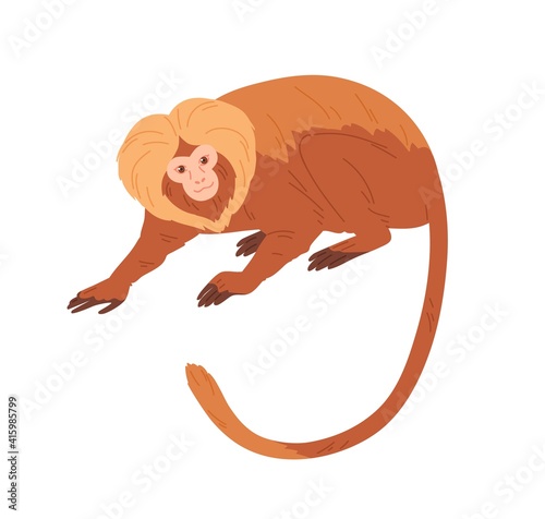 Lion tamarin or monkey with reddish hair, golden mane and long tail. Exotic jungle animal with fluffy fur. Tropical fauna species. Colored flat vector illustration isolated on white background