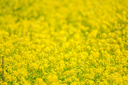 なの花畑 © Nature_Japan_NM