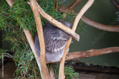 Canvas Print australian koala bear