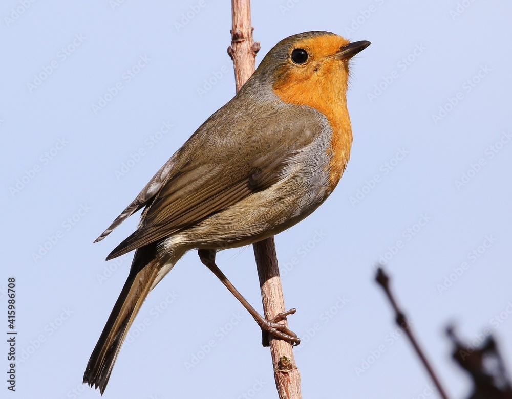 Fototapeta premium pettirosso