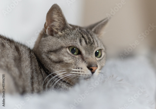 見つめる猫　サバトラ猫