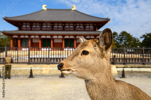 奈良の鹿