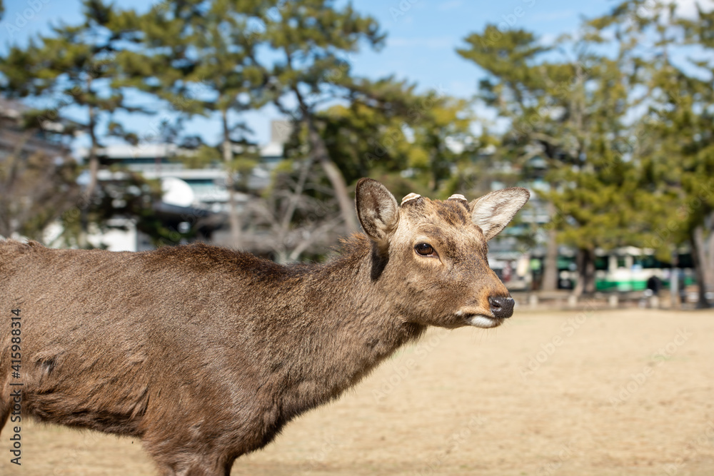 奈良の鹿 奈良の鹿