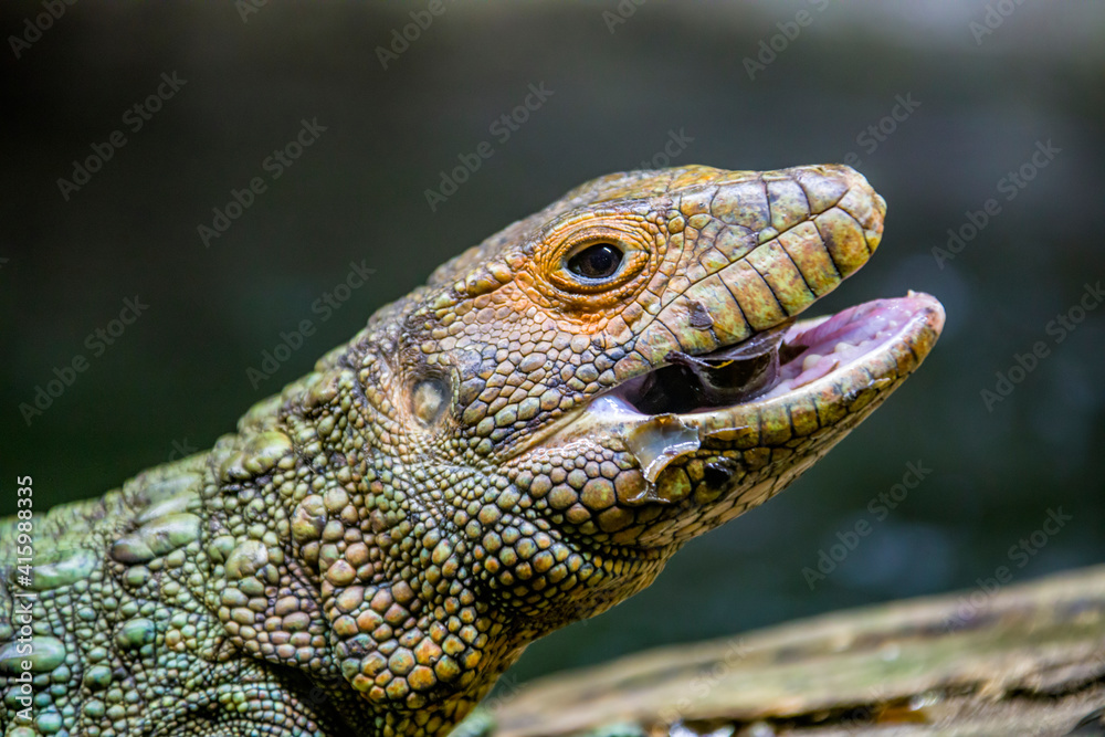 The Northern caiman lizard is eating golden apple snail.
It is a species of lizard found in northern South America.
The body of the caiman lizard is very similar to that of a crocodile. The Northern caiman lizard is eating golden apple snail.
It is a species of lizard found in northern South America.
The body of the caiman lizard is very similar to that of a crocodile.