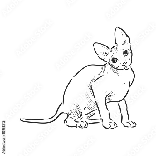sketch of a sphinx cat, isolated, on a white background. sphinx cat, vector sketch on a white background