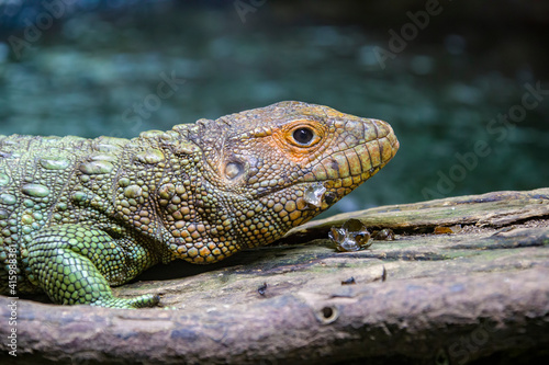 The Northern caiman lizard is eating golden apple snail.  It is a species of lizard found in northern South America. The body of the caiman lizard is very similar to that of a crocodile. 