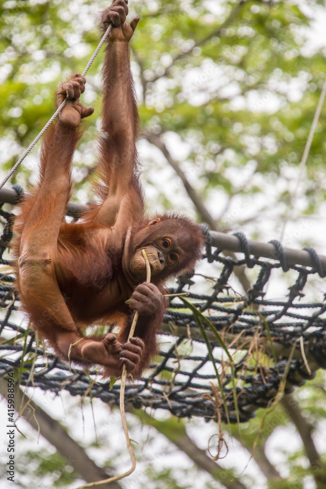 Naklejka premium a baby Bornean orangutan is hanging on rope The orangutan is a critically endangered species, with deforestation, palm oil plantations, and hunting posing a serious threat to its continued existence