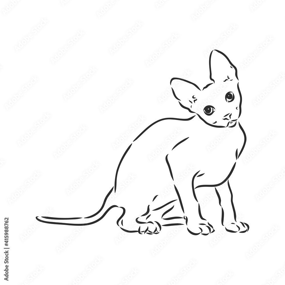 sketch of a sphinx cat, isolated, on a white background. sphinx cat, vector sketch on a white background