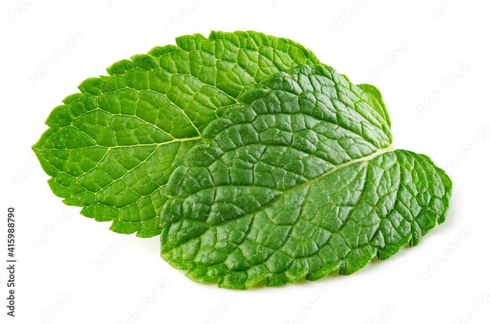 Mint leaf isolated. Fresh mint leaves on white background. Mint leaf isolated. Fresh mint leaves on white background.