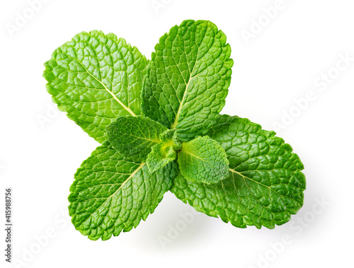 Mint leaves. Fresh mint on white background. Mint leaf isolated. Full depth of field. photo