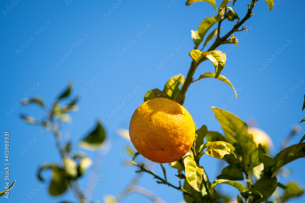 Tangerines grow on blue sky background. Southern Israel
