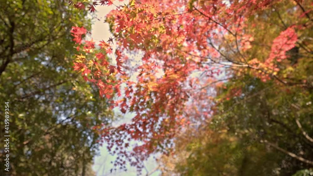 Looking Up On Beautiful Red Leaves Of Maple Tree In Forest. - low angle, orbit
