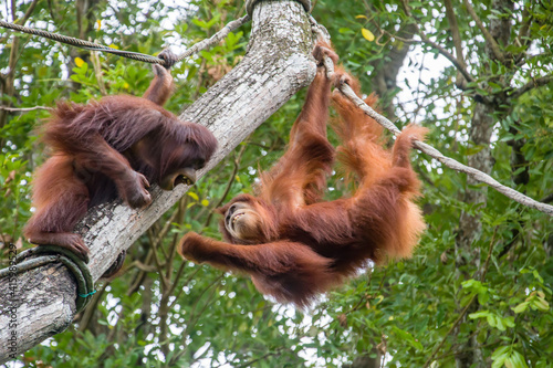 Two Bornean orangutan are fighting.  The orangutan is a critically endangered species, with deforestation, palm oil plantations, and hunting posing a serious threat to its continued existence © Danny Ye