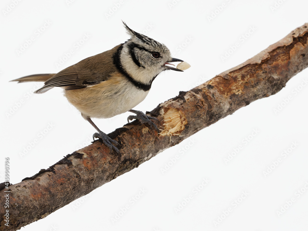 Fototapeta premium mésange huppée