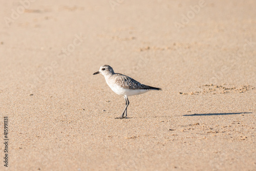 Black-bellied plover bird on the beach. Guadalupe-Nipomo Dunes National Wildlife reserve, CA