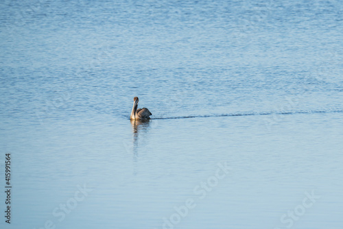 One pelican floating on water, California Central Coast