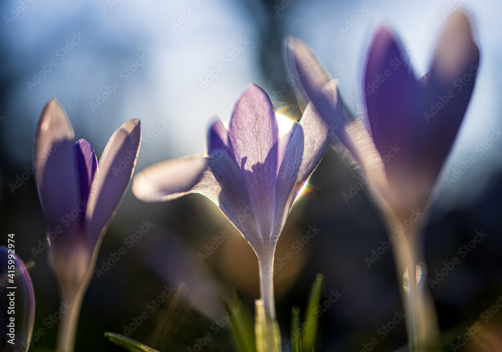 Fototapeta premium Early Crocus lilac spring flower