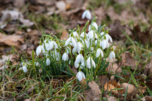 spring snowdrops in the forest, galanthus nivalis