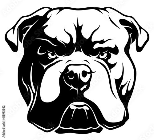 American bulldog
