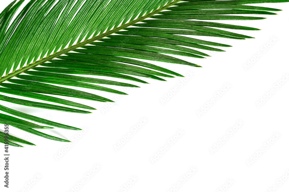 one green palm leaf on a white isolated background one green palm leaf on a white isolated background