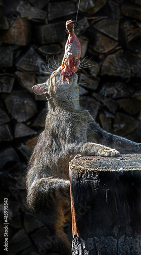 European wild cat eating suspended chickrn leg on the stump. Latin name - Felis silvestris  © Mikhail Blajenov