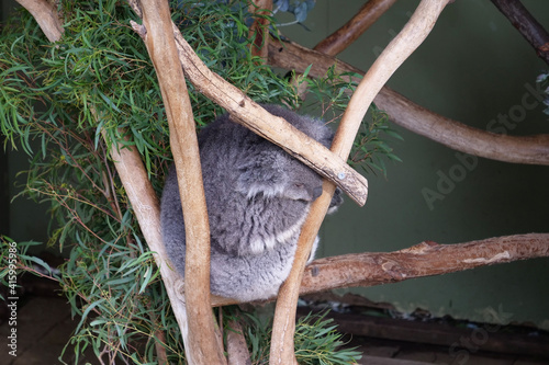 Canvas Print koala in tree