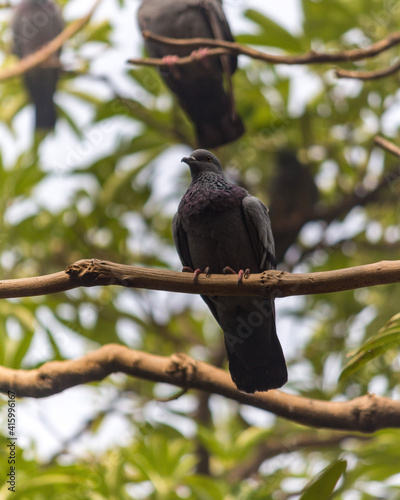 piegon perched on branch