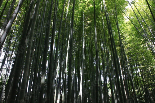 鎌倉の夏 報国寺 竹林