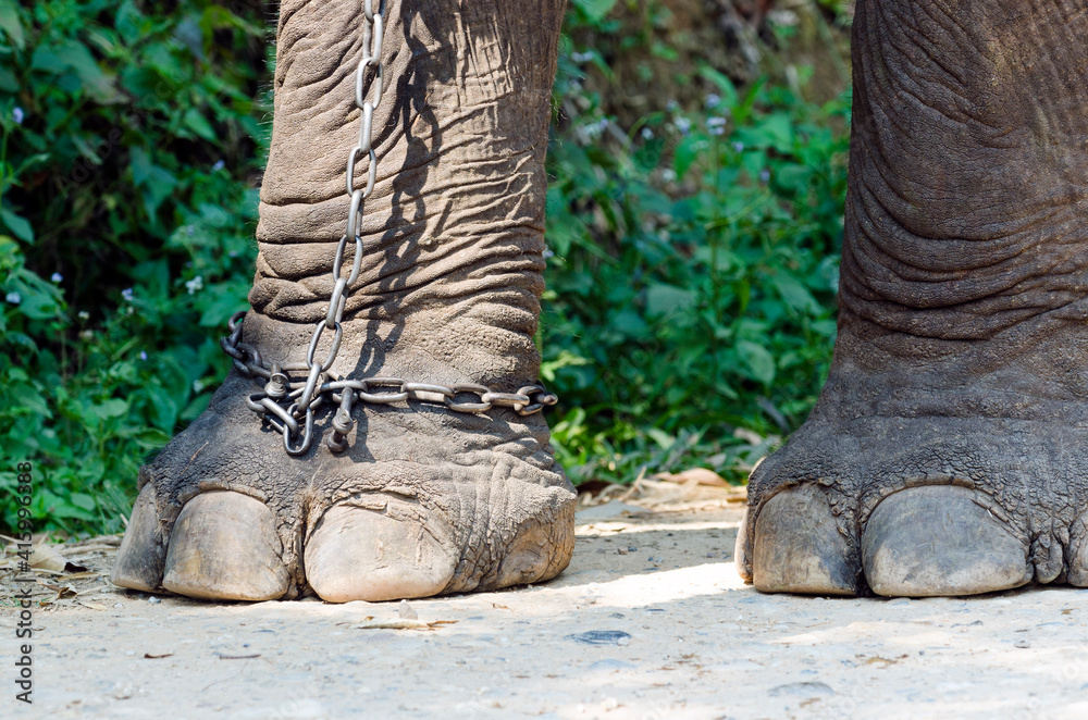 Chained foot of elephant in captivity, Thailand Chained foot of elephant in captivity, Thailand