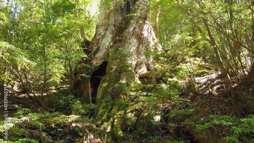 屋久島 大王杉 屋久杉 縄文杉トレッキング 国立公園 鹿児島