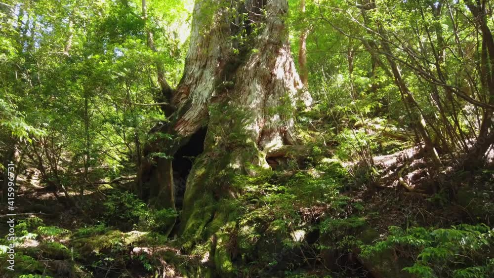 屋久島 大王杉 屋久杉 縄文杉トレッキング 国立公園 鹿児島