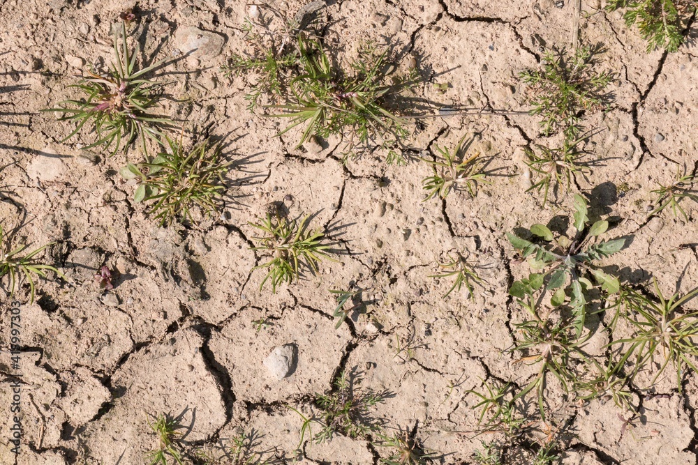 close up of dry cracked soil with some plants close up of dry cracked soil with some plants