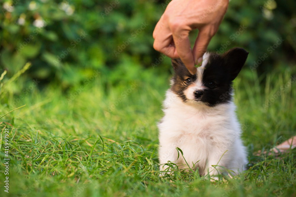 woman playing with dog