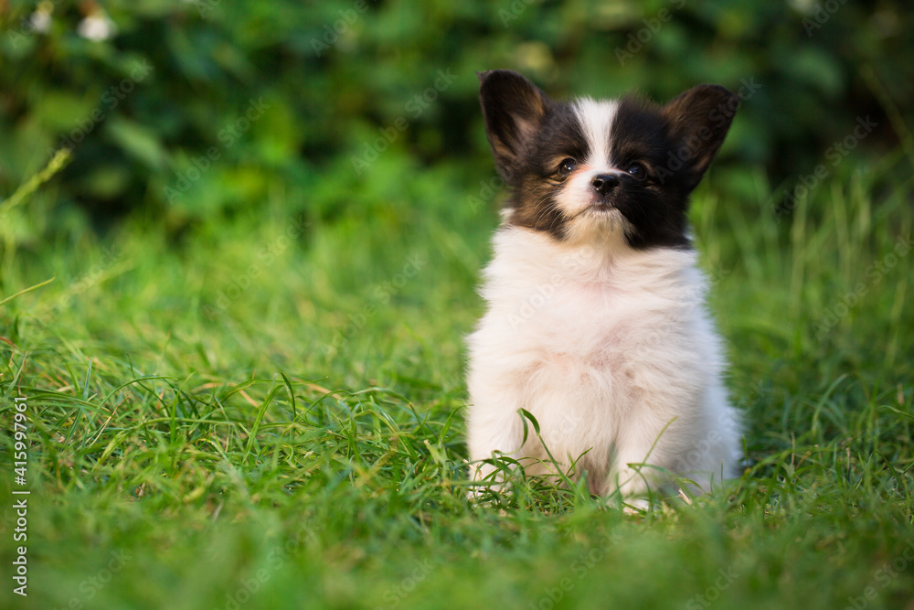 Beautiful little puppy of papillon breed on the green grass Beautiful little puppy of papillon breed on the green grass