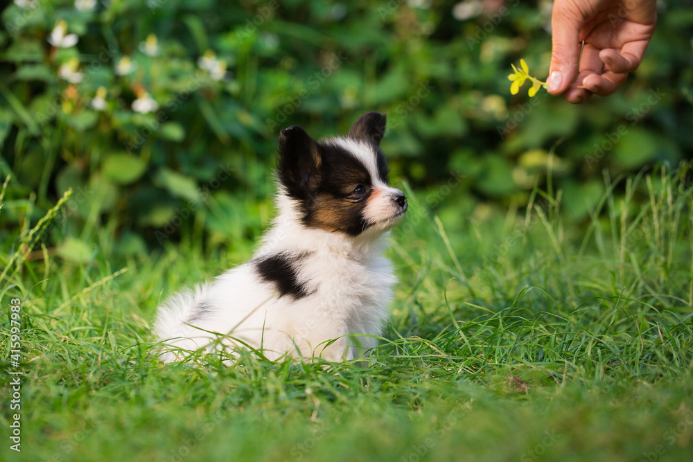 woman playing with beautiful little puppy woman playing with beautiful little puppy