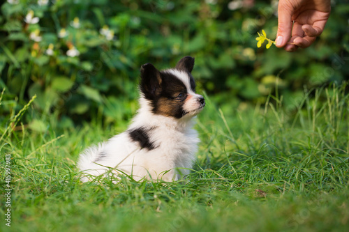 woman playing with beautiful little puppy