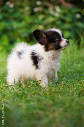 Beautiful little puppy on the green grass