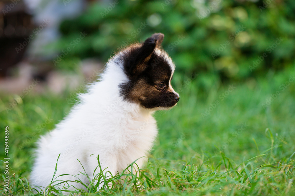 Beautiful little puppy on the grass Beautiful little puppy on the grass