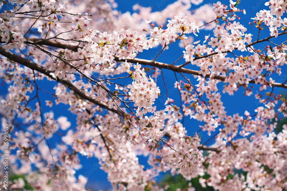 サービスエリアで見た桜