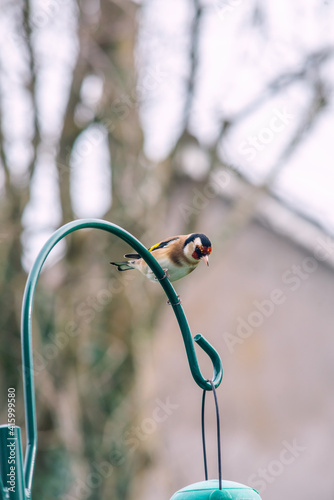 European goldfinch or simply the goldfinch (Carduelis carduelis)