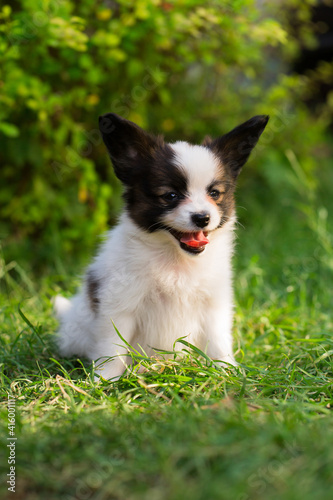 Smiling puppy on the grass