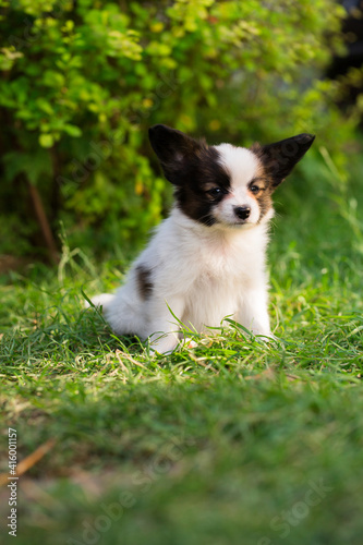 Portrait of a cute puppy of the papillon breed on the grass