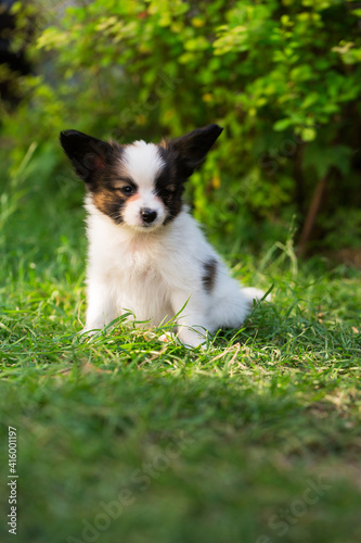 Portrait of a cute puppy on the grass
